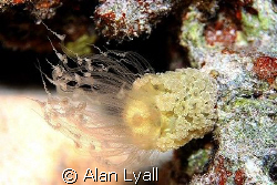 Alicia anemone - night dive - Canon EOS350D; EF-S 60mm; s... by Alan Lyall 
